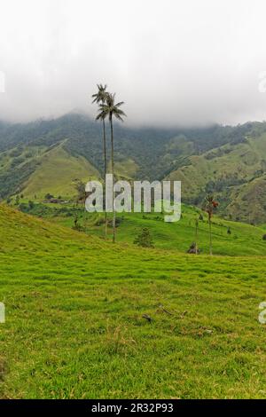 Vallée de Cocora, QuindÃ­o, Colombie Banque D'Images