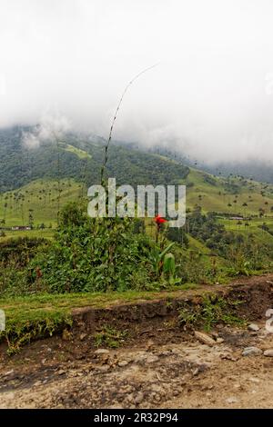 Vallée de Cocora, QuindÃ­o, Colombie Banque D'Images