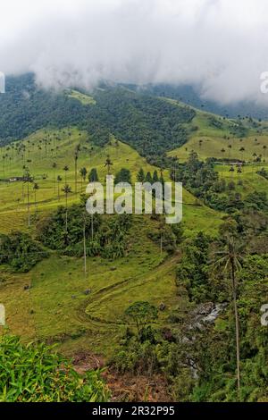 Vallée de Cocora, QuindÃ­o, Colombie Banque D'Images