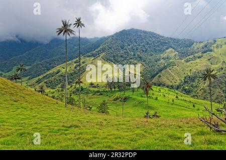 Vallée de Cocora, QuindÃ­o, Colombie Banque D'Images