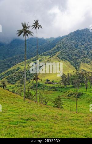 Vallée de Cocora, QuindÃ­o, Colombie Banque D'Images