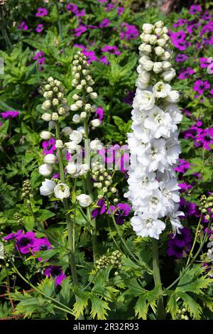 Rouge-violet rustiques Geranium psilostemon contraste blanc crémeux delphiniums Banque D'Images