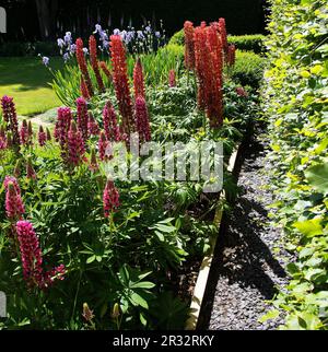 Un lit de lupins roses et rouges corail à côté d'un iris drapeau violet en masse Banque D'Images