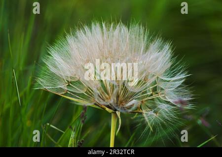 Taraxacum Banque D'Images