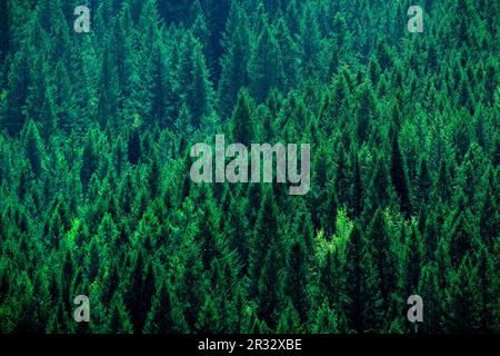 Forêt de pins verdoyants sur le flanc de la montagne, symbole d'un environnement sain Banque D'Images