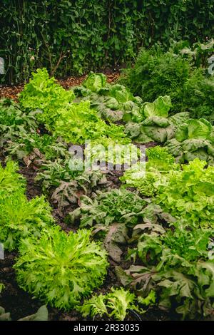 Rangées de laitue poussant dans le sol Banque D'Images