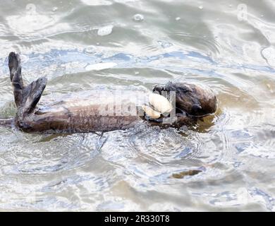 Loutres de mer mangeant un grand palourdes Banque D'Images