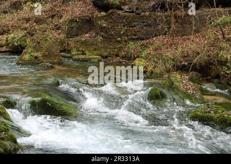 L'eau qui coule dans une forêt d'hiver à Greer Spring, dans la forêt nationale Mark Twain Banque D'Images