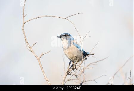 Western Scrub Jay Banque D'Images