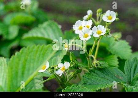 Fleur blanche et bourgeon avec des feuilles vertes de fraise de jardin gros plan. Plante à fleurs de fraise Banque D'Images