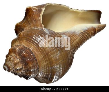 Escalier spirale melongena / Liquidation / Coquille de conque de Melon (Pugilina cochlidium) c8cm. Région : Région Indo-pacifique Banque D'Images