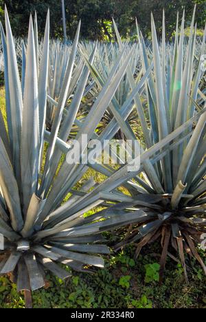 Blue Agave est utilisé dans la production de Tequila Banque D'Images