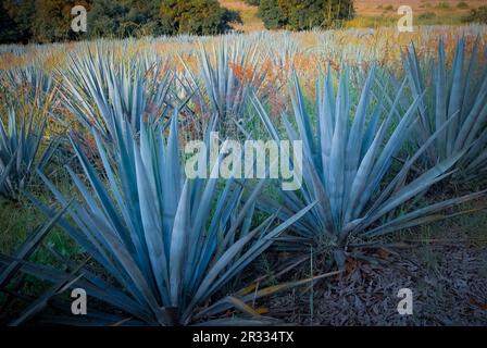 Blue Agave est utilisé dans la production de Tequila Banque D'Images