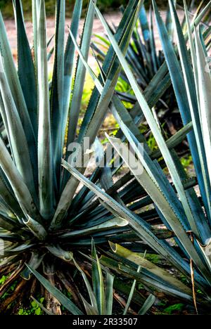 Blue Agave est utilisé dans la production de Tequila Banque D'Images