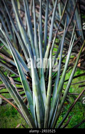 Blue Agave est utilisé dans la production de Tequila Banque D'Images