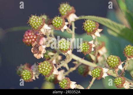 un fruit mûr sur une mûre commune de mûre (Rubus fruticosus) isolée sur un fond vert naturel Banque D'Images