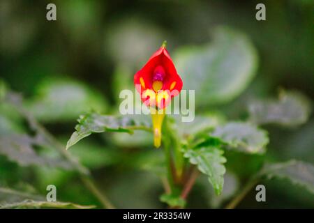 Impatiens kilimanjarii Blossom ou Elephant's Trunk flower sur les pentes inférieures de Kilimanjaro, Tanzanie Banque D'Images