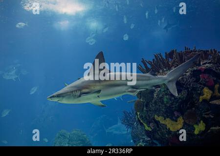 Un gros plan intéressant avec des requins. Photo de l'aquarium. Banque D'Images