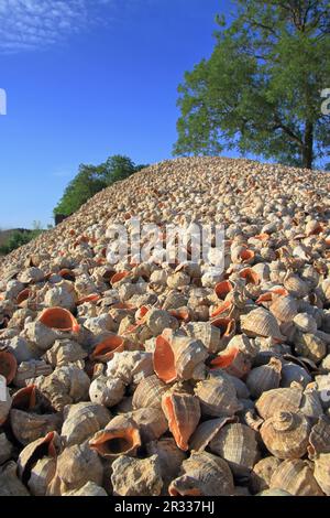 La photo a été prise dans la région d'Odessa en Ukraine. La photo montre une montagne de coquilles de mollusques appelées rapanes. Banque D'Images