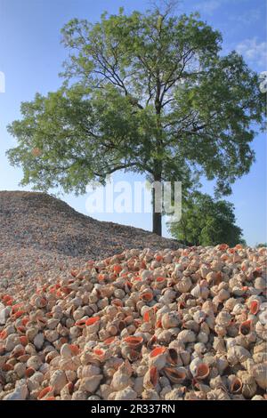 La photo a été prise dans la région d'Odessa en Ukraine. La photo montre une montagne de coquilles de mollusques appelées rapanes. Banque D'Images