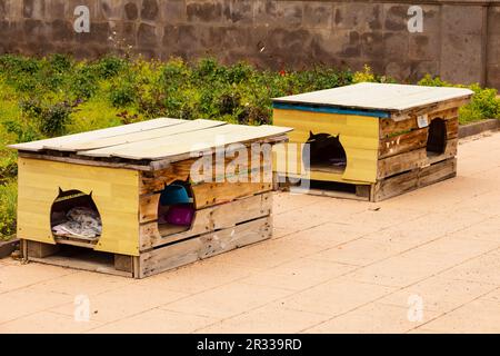 Maisons pour chats errants, colonie de chats protégés, Parque del Castillo de la Luz. Las Palmas, Grande Canarie, Espagne Banque D'Images