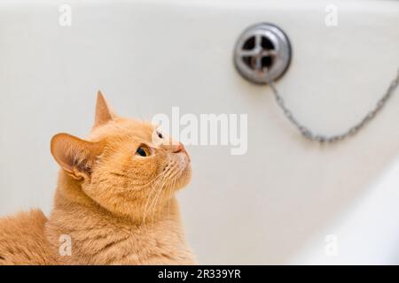 le chat s'assoit dans le bain avant de se laver. laver le chat dans la salle de bains. chats de bain. soin des chats Banque D'Images