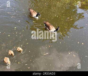 London St Johns Wood Regents Canal Canada Oies et trois oisons sur l'eau Banque D'Images