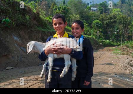 Sikkim, Inde - 22nd mars 2004 : deux écoliers en uniforme portent leur chèvre et sourient dans le bonheur. Banque D'Images