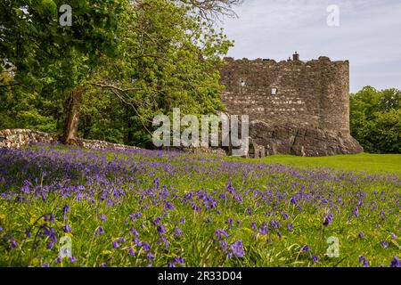 Bluebell Woods, Dunstaffnage Castle, Oban, Écosse, Royaume-Uni Banque D'Images