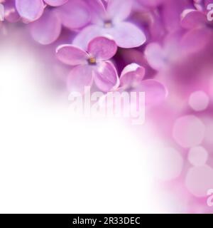 Fond lilas Banque D'Images