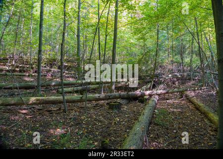 Les arbres malades abattus ont laissé pourrir dans le maquis de la forêt Banque D'Images