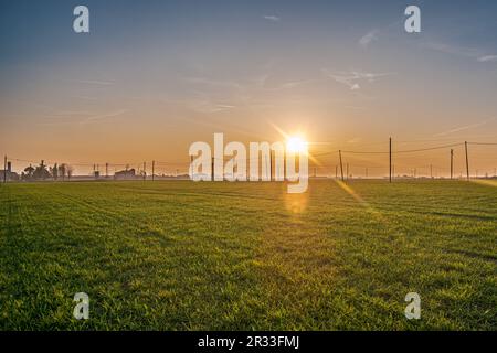 Rétroéclairage au coucher du soleil dans un champ de blé dans la vallée du po, de nombreux pôles électriques pour la distribution d'énergie à la campagne. Province de Bologne, Italie Banque D'Images