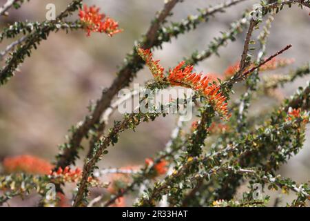 Ocotillo, Fouquieria splendens, présentant des fleurs printanières dans le désert de la vallée de Borrego, une panicule naracemose indigène umbel inflorescences. Banque D'Images