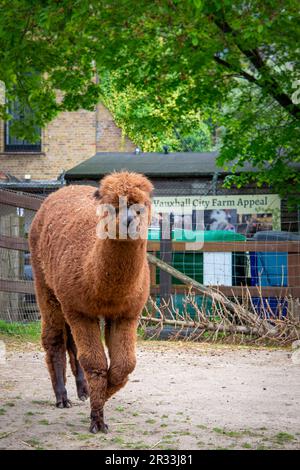 Vauxhall City Farm Londres Royaume-Uni Banque D'Images