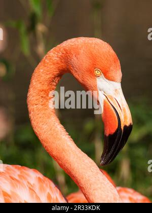 Portrait du famingo américain - Phoenicopterus ruber Banque D'Images