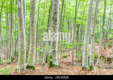 Forêt de Betato à Piedrafita de Jaca, Huesca, Espagne Banque D'Images