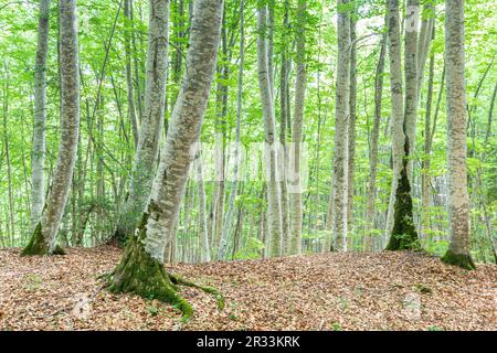 Forêt de Betato à Piedrafita de Jaca, Huesca, Espagne Banque D'Images