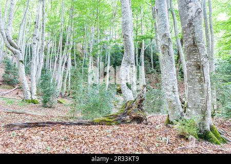 Forêt de Betato à Piedrafita de Jaca, Huesca, Espagne Banque D'Images