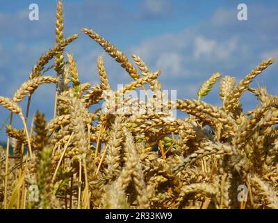 Weizen (Triticum aestivum) Banque D'Images