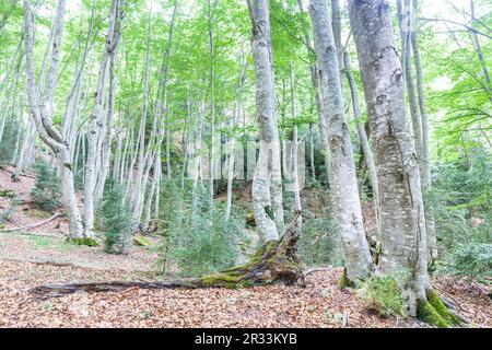 Forêt de Betato à Piedrafita de Jaca, Huesca, Espagne Banque D'Images