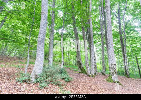 Forêt de Betato à Piedrafita de Jaca, Huesca, Espagne Banque D'Images