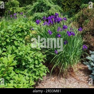 L'iris hollandais violet fleurit lors d'une journée de printemps au Lyndale Park Peace Garden à Minneapolis, Minnesota, États-Unis. Banque D'Images