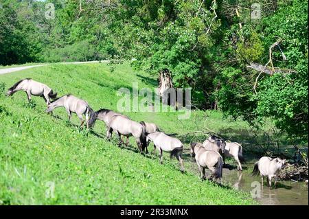 Basse-Autriche, Autriche. Chevaux Konik dans la réserve WWF à Marchegg en Basse-Autriche Banque D'Images