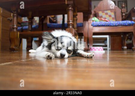 Dormir chihuahua dans une maison en bois Banque D'Images