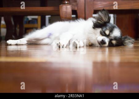 Mignon chihuahua dormant sur parquet Banque D'Images