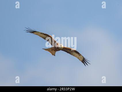 Gros plan sur un cerf-volant rouge vif et coloré (Milvus milvus) en vol. Ramené du bord de l'extinction au Royaume-Uni . Suffolk Banque D'Images