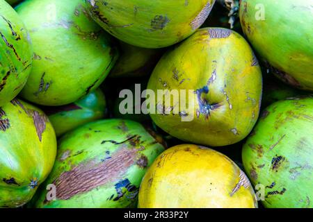 Un groupe de noix de coco tendres, avec leurs huttes vertes et leur parfum frais, apportent le paradis tropical à la vision et maintient le corps hydraté Banque D'Images