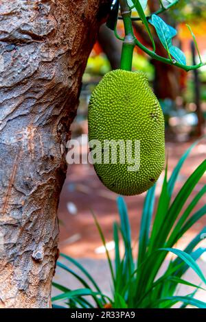 Un jackfruit suspendu est capturé dans un gros plan haute résolution, tachant vos papilles avec sa couleur vert brillant. Banque D'Images