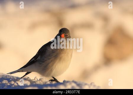 Finch neige (Montifringilla nivalis) Tyrol, Tyrol Banque D'Images