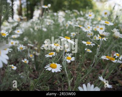 Leucanthemum / fleurs de Marguerite gros plan Banque D'Images